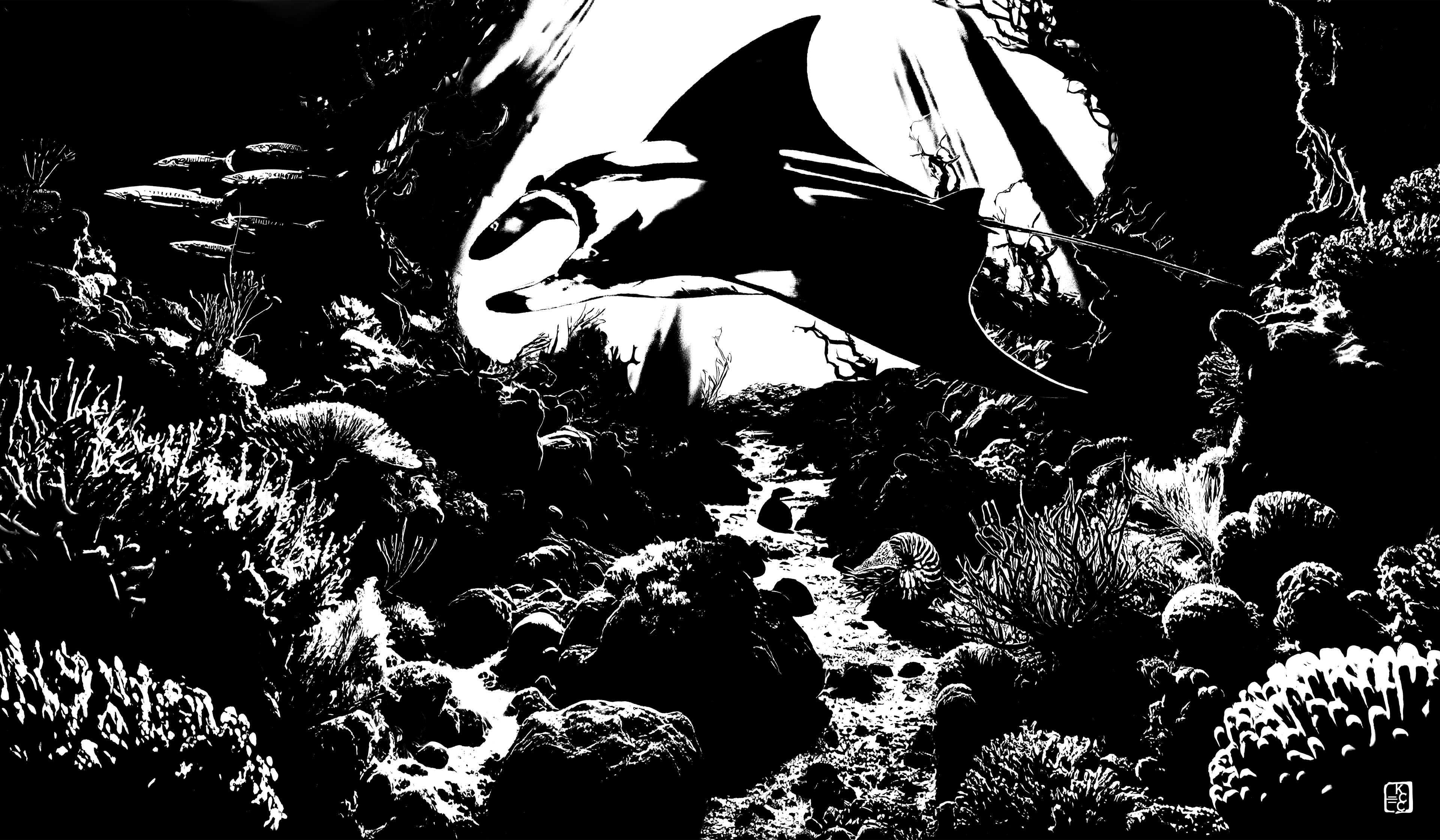 Manta Ray Study 1